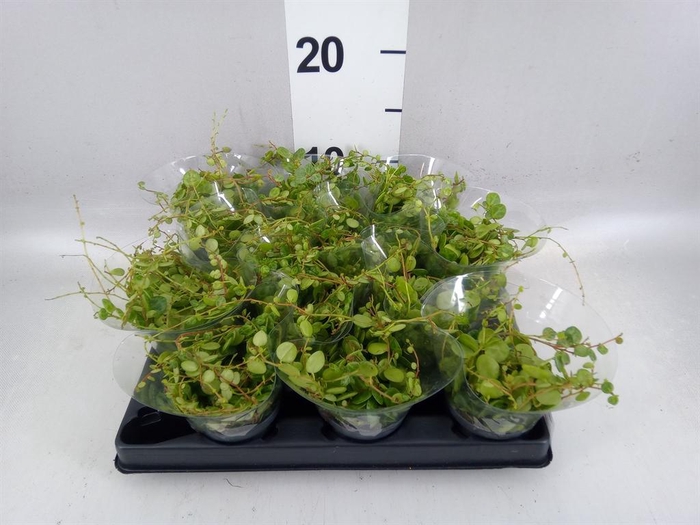<h4>Peperomia pros.</h4>