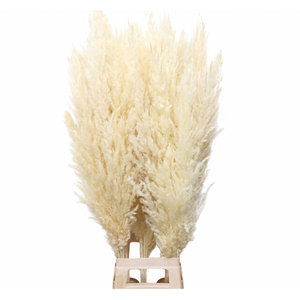 Dried Bleached Cortaderia Silver Star