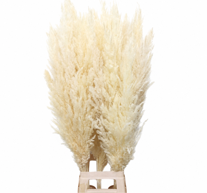 <h4>Dried Bleached Cortaderia Silver Star</h4>
