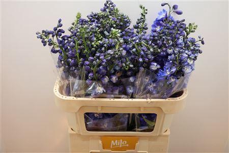 <h4>Delph Du Guard Blue</h4>