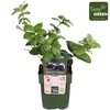 Lonicera Kamtschatica Duet P13 - Tasty Green bio