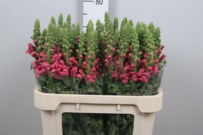 <h4>Antir Avignon Rose</h4>