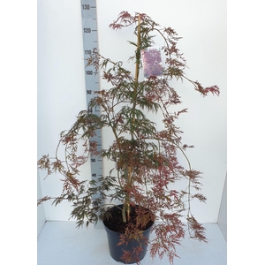 Acer palmatum Inaba-shidare