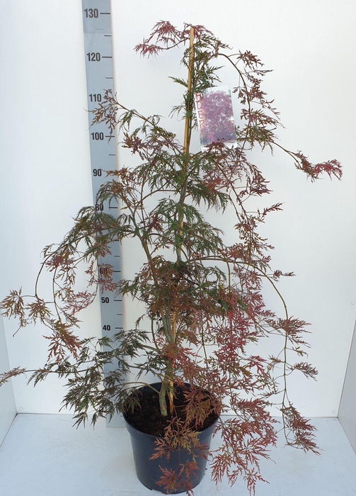 <h4>Acer palmatum Inaba-shidare</h4>