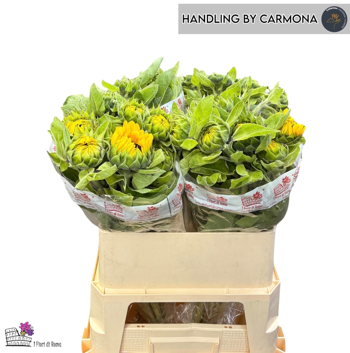 <h4>HELI VINCENTS CHOICE</h4>