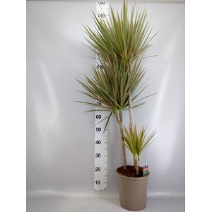 Dracaena marg. 'Bicolor'