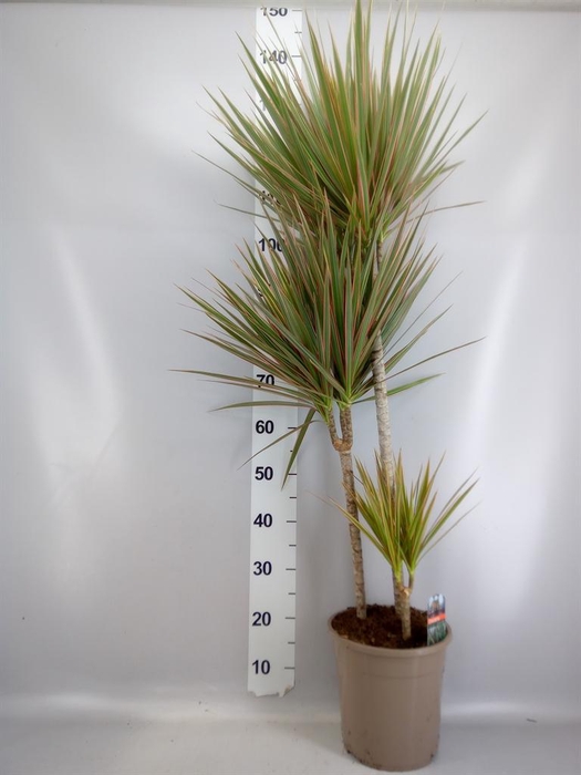 <h4>Dracaena marg. 'Bicolor'</h4>