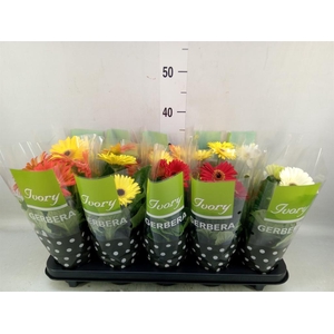 Gerbera  'Ivory'   ...mix