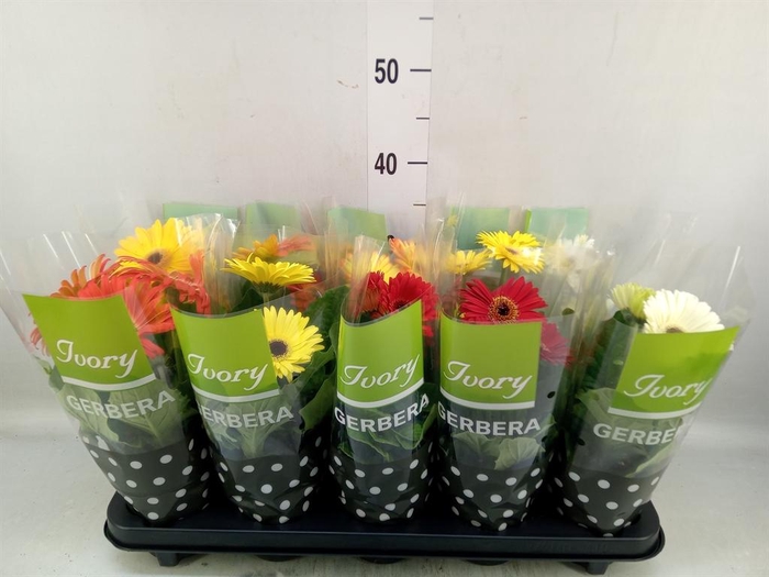 <h4>Gerbera  'Ivory'   ...mix</h4>