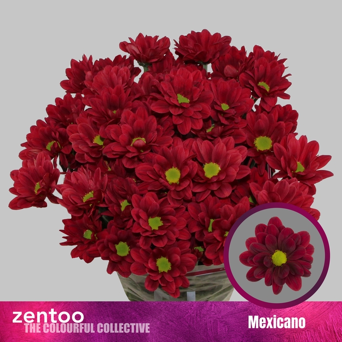 <h4>CHR T MEXICANO</h4>
