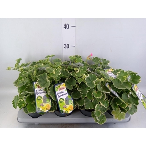 Pelargonium zona.   ...mix
