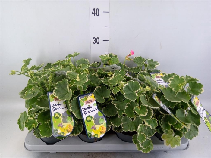 <h4>Pelargonium zona.   ...mix</h4>