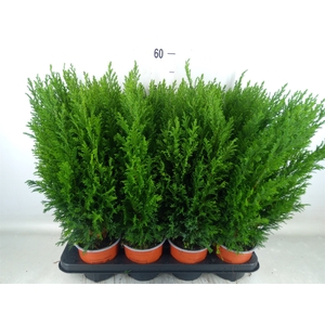 Chamaecyparis laws. 'Ellwoodii'