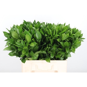 Ruscus
