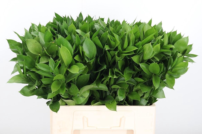 <h4>Ruscus</h4>