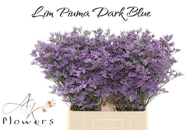 <h4>LIM PIUMA DARK BLUE</h4>