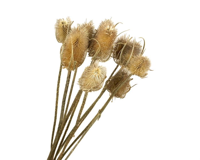 <h4>Chardon Natural</h4>
