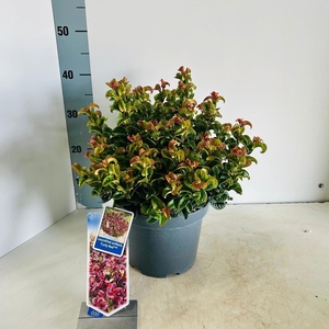 Leucothoe axillaris Curly Red