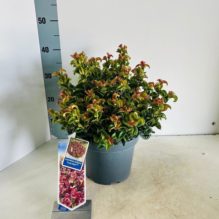 <h4>Leucothoe axillaris Curly Red</h4>