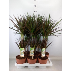 Dracaena   ...mix
