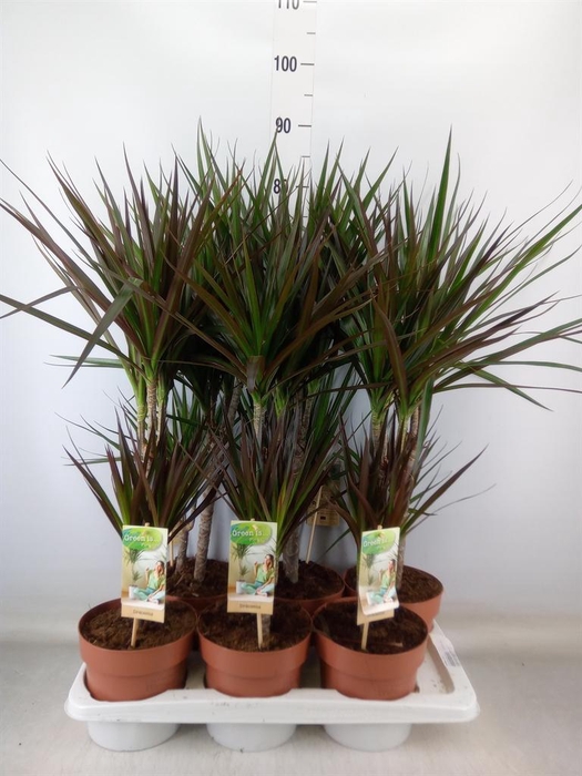 <h4>Dracaena   ...mix</h4>