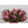 Protea Pink Ice