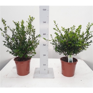 Buxus microphylla 'Faulkner' 25-30cm struik p17