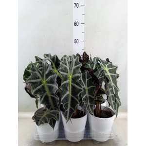 Alocasia amazonica 'Polly'
