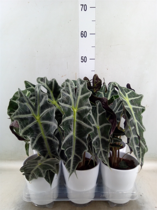 <h4>Alocasia amazonica 'Polly'</h4>