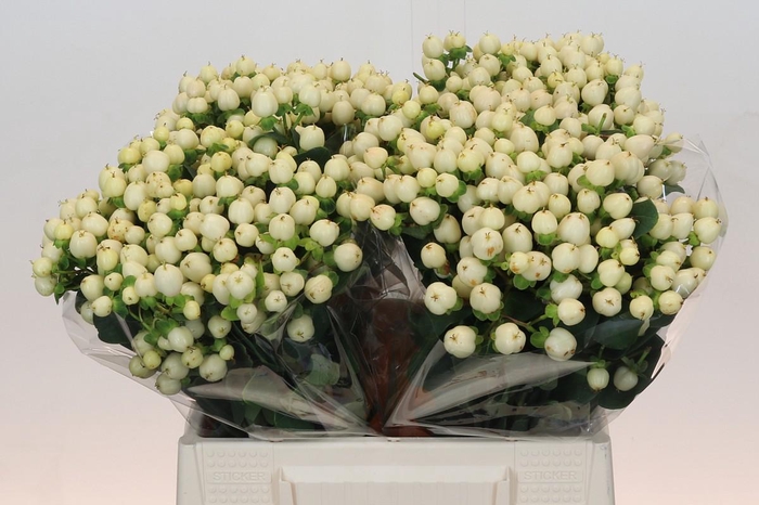 Hypericum Cool Romance