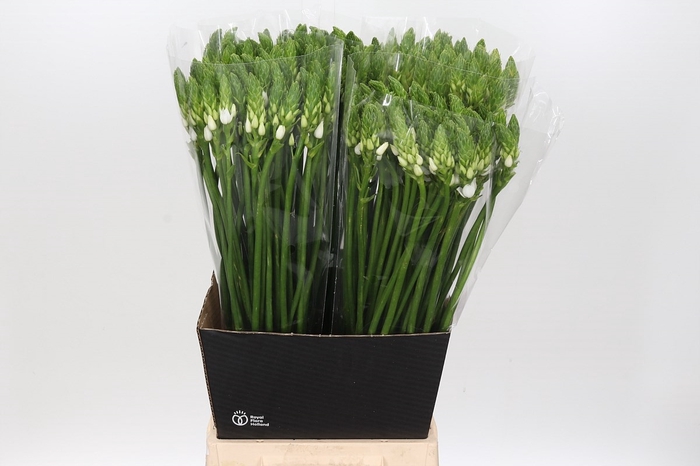 <h4>Ornithogalum Thyrsoides BIG WHITE</h4>