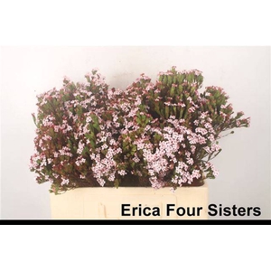 ERICA OV