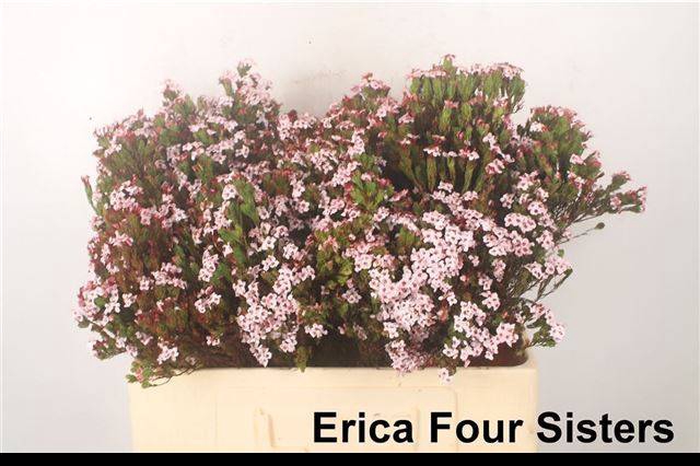 <h4>ERICA OV</h4>