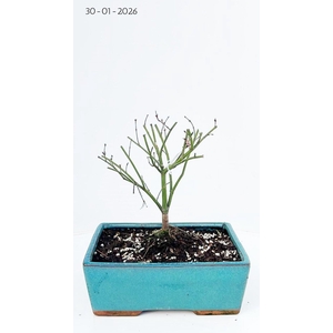 acer palmatum little princess 25cm.