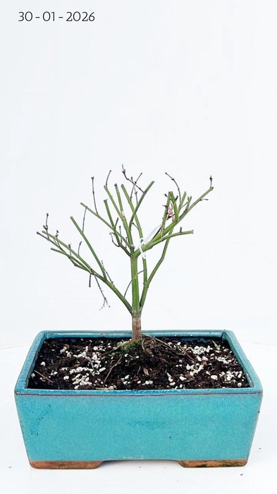 <h4>acer palmatum little princess 25cm.</h4>