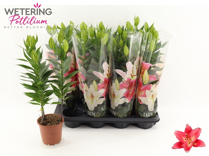 <h4>LIL OR SUNNY CAMINO</h4>