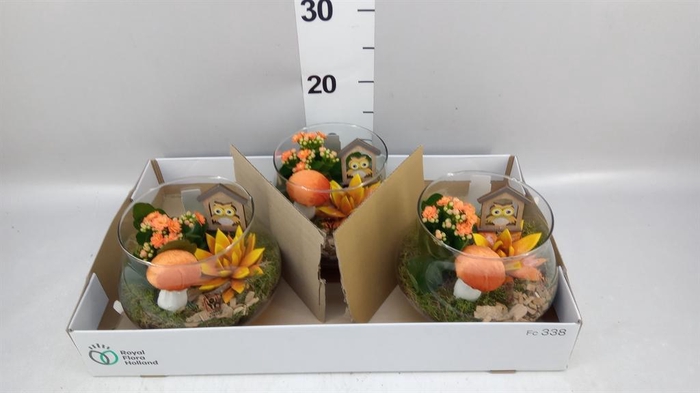 <h4>Arr.  Succulents L%</h4>