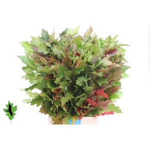 QUERC RUBRA
