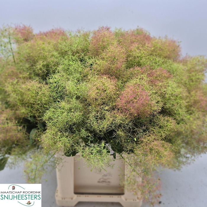 <h4>COTINUS COGG. 'MAG GREEN FOUNTAIN'</h4>