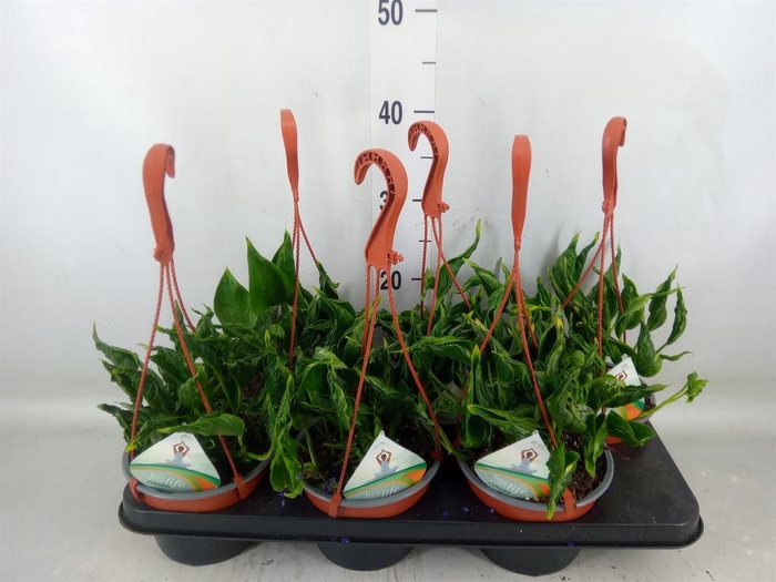 <h4>Epipremnum   ...</h4>