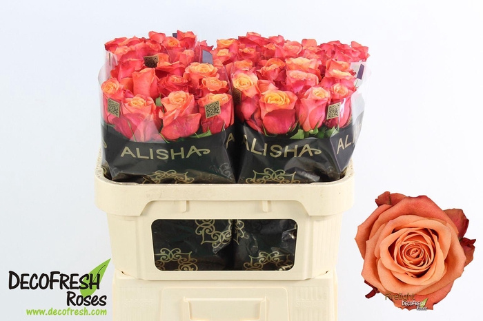 <h4>R Gr Firelight</h4>