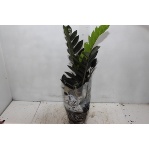 ZAMIOCULCAS BLACK QUEEN P14