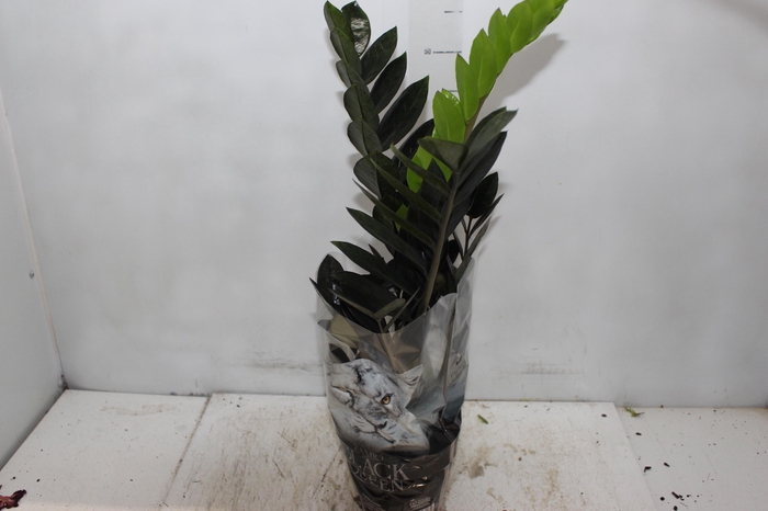 <h4>ZAMIOCULCAS BLACK QUEEN P14</h4>