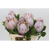Protea Cynaroides