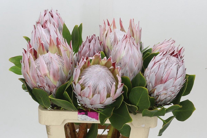 Protea Cynaroides