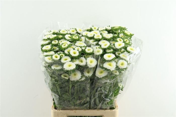 <h4>Callis Mats White</h4>