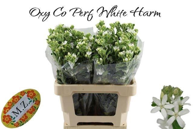 <h4>Oxy Co Perf Whi Harm</h4>