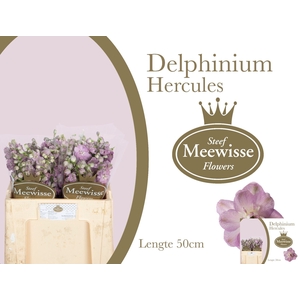 Delph Dewi Hercules Steef Meewisse