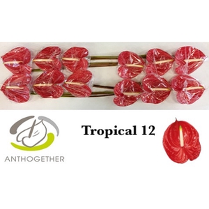 ANTH A TROPICAL 12