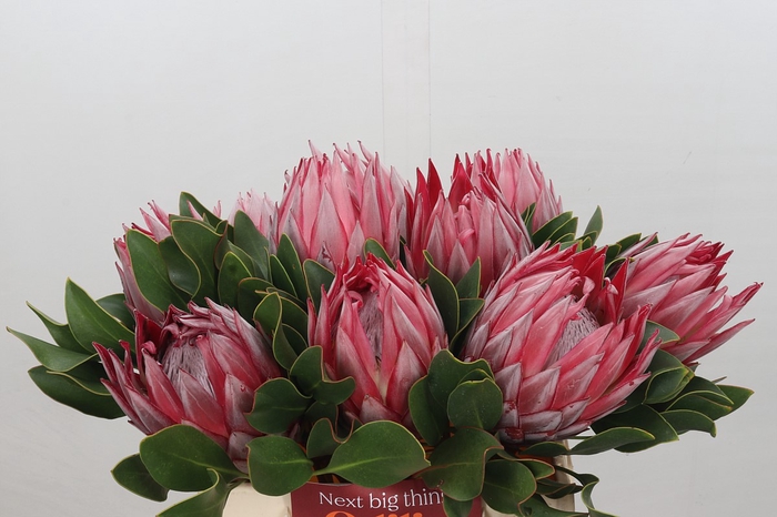 <h4>Protea Cynaroides Stellar</h4>